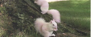 White Squirrels